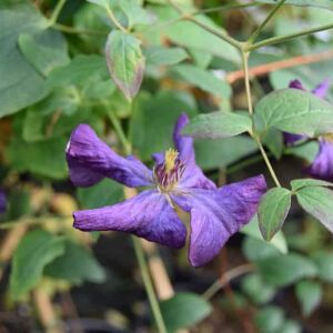 Clematis viticella 'Polish Spirit' 150-175 cm